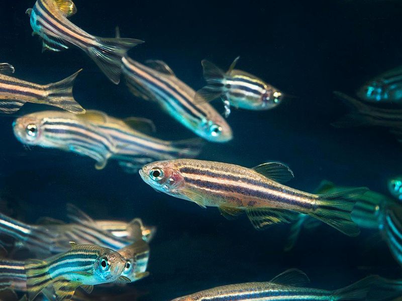 zebrafish 26436913602