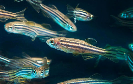 zebrafish incqs interna